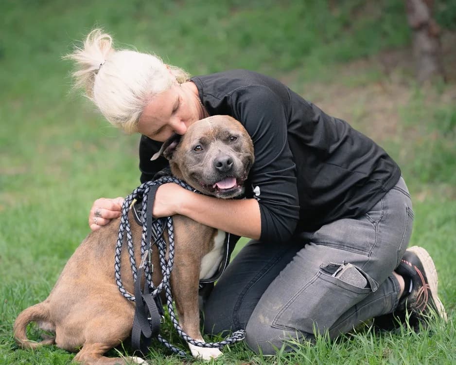 TAYSON, American Staffordshire Terrier (SPA Rennes)