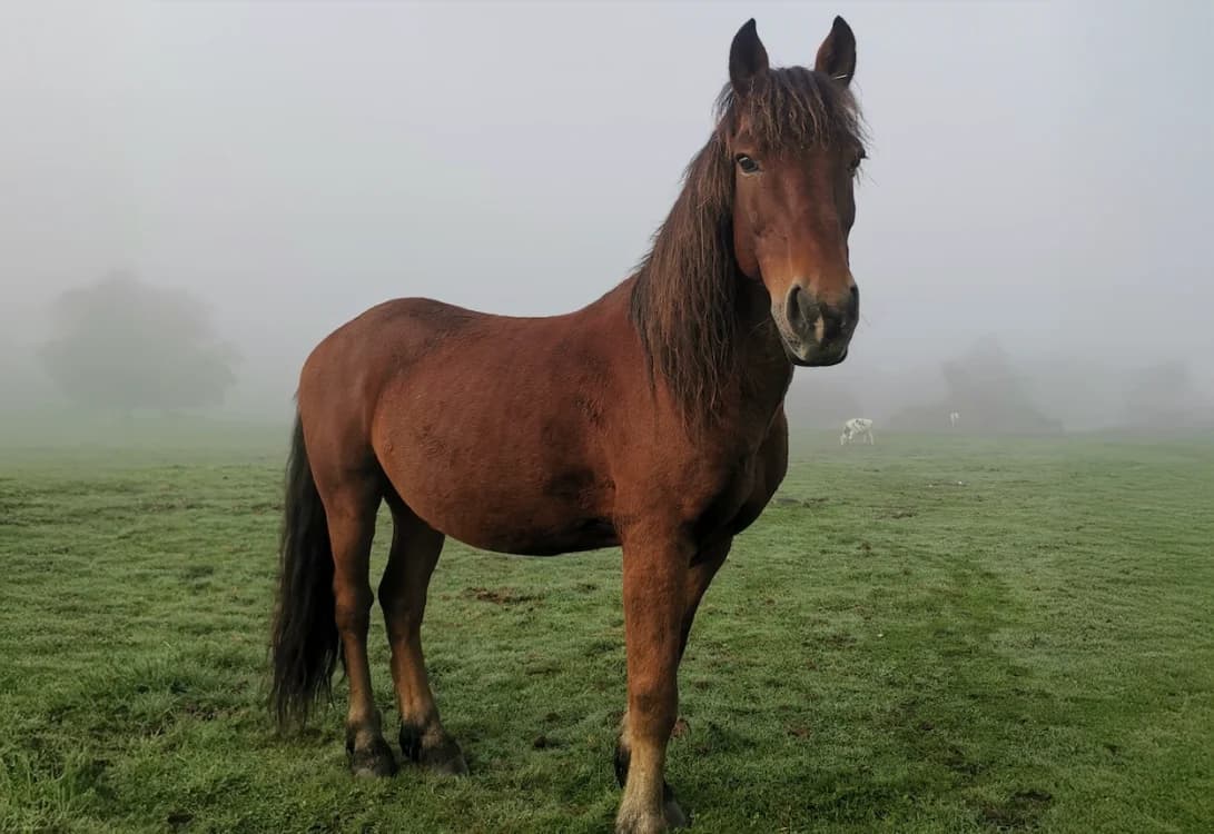 BACH DE BELNOE, male mixed breed for adoption at SPA Grand Refuge de Pervenchères, Pervencheres