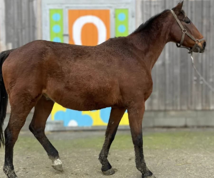 OF GY DE SEN, male senior mixed breed for adoption at SPA Grand Refuge de Pervenchères, Pervencheres