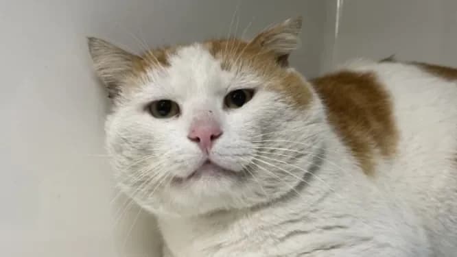 AMARO, male mixed breed for adoption at Jean Leriche), Moree photo 2