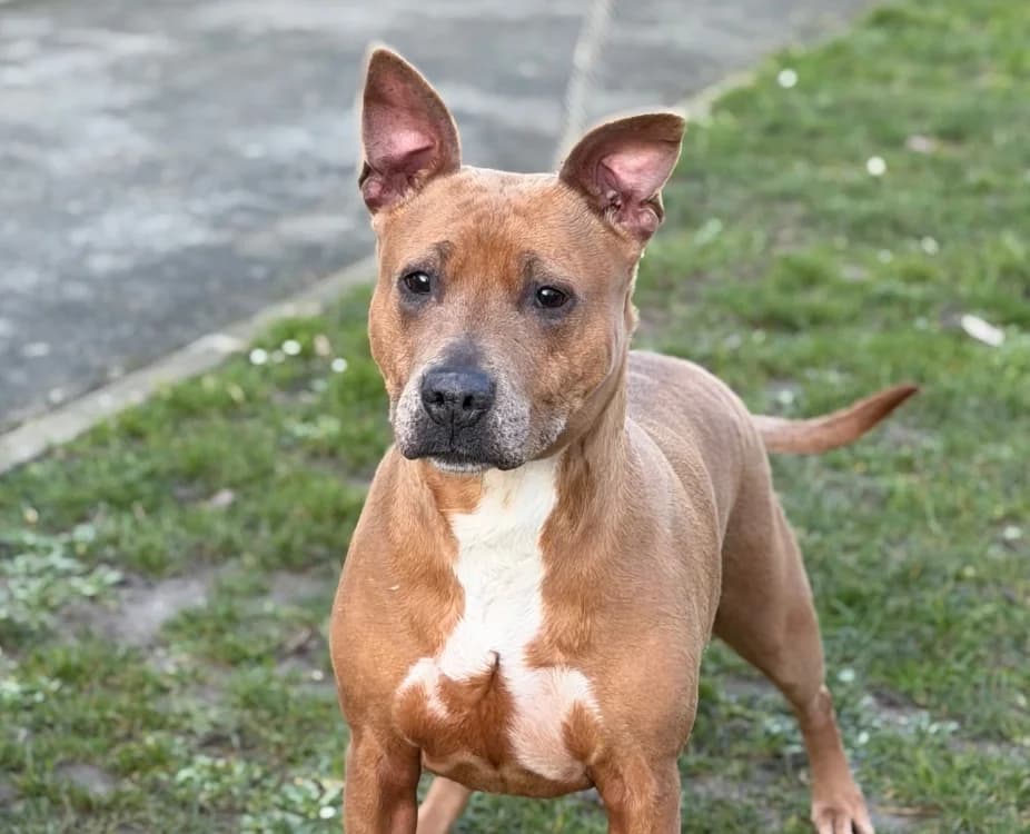 Orka, female 7yo mixed breed for adoption at SPA Compiègne, Compiègne