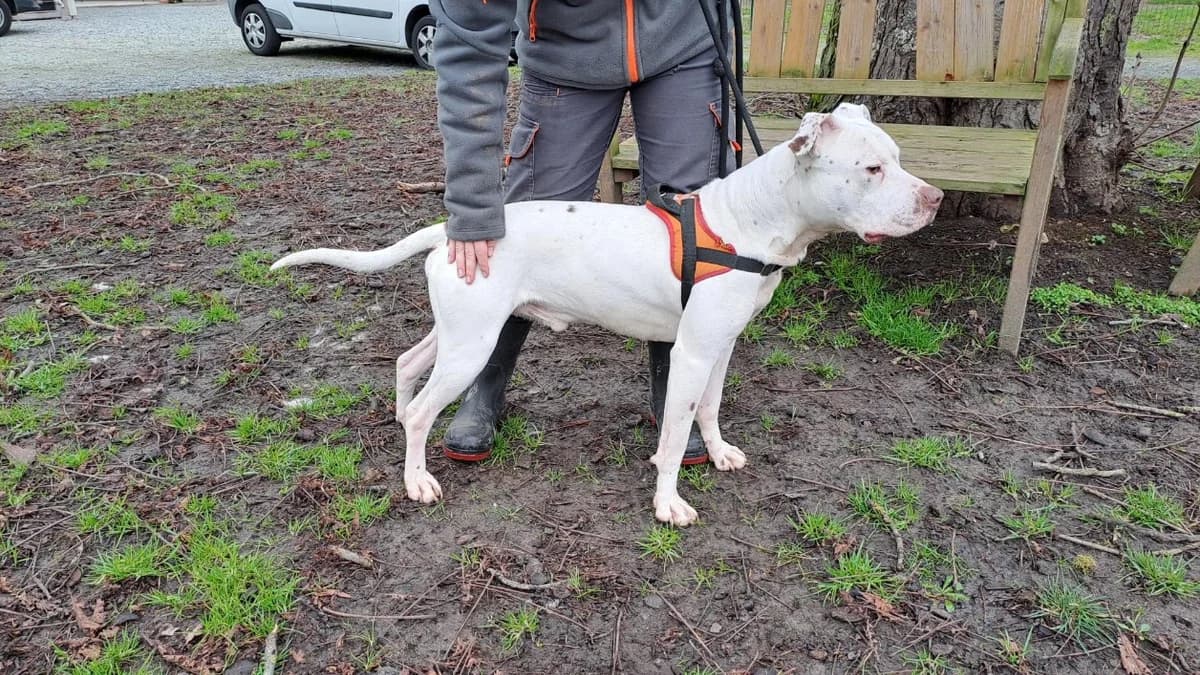 THALES, male Mixed Breed for adoption at SPA Le Mans (Yvré-L'Évêque)