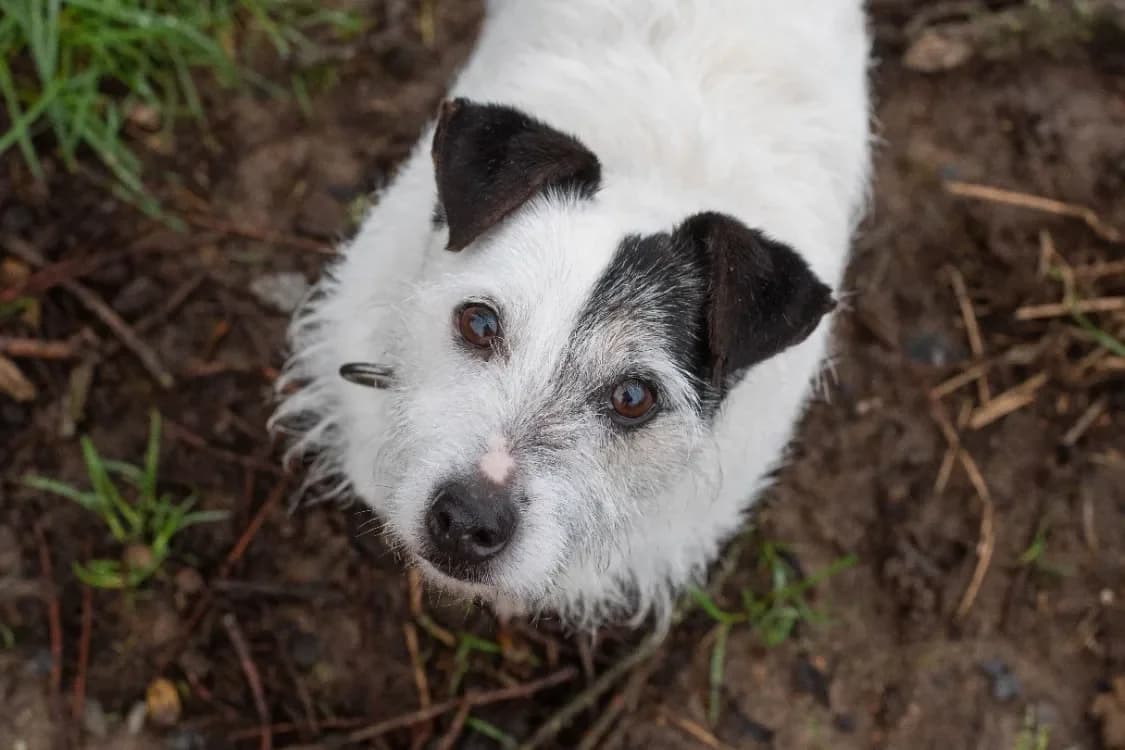 SABBA, male mixed breed for adoption at SPA Vannes, Vannes — photo 2 of 2