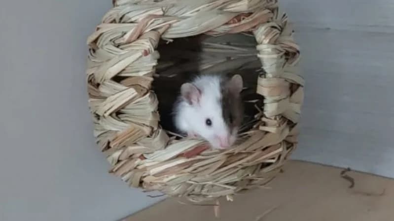 Mickey, male mixed breed for adoption at SPA Château-d'Olonne