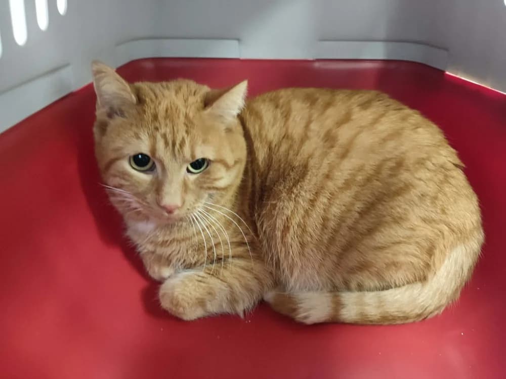 RABBI QCT, unknown male mixed breed for adoption at SPA Quimper, Quimper