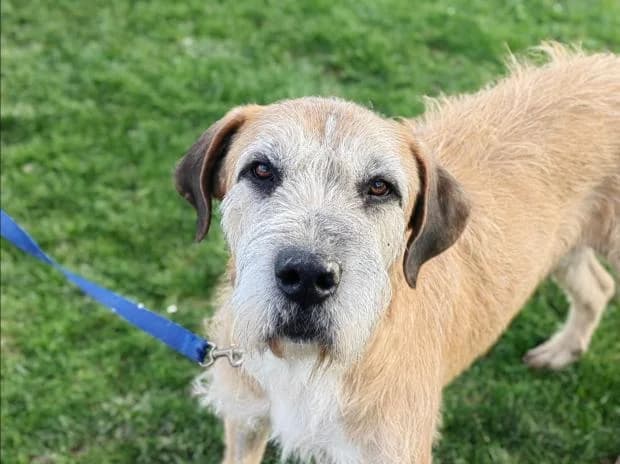 Osko, Mixed Breed (Fondation Brigitte Bardot)