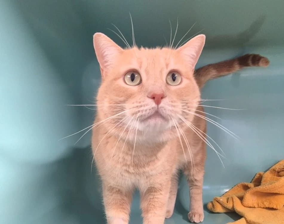 Prosper, male mixed breed for adoption at De Marsan