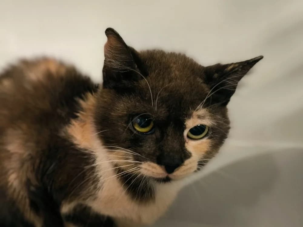 RAZMOCKET, female mixed breed for adoption at Ardennes