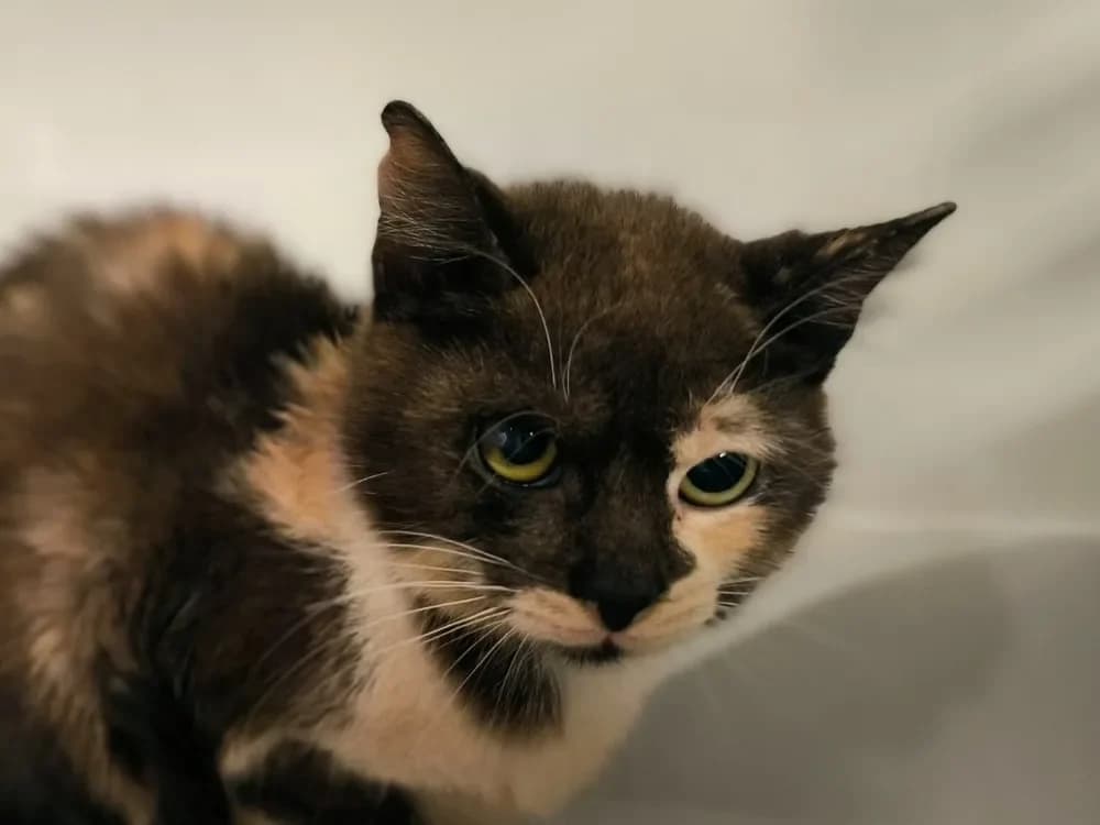 RAZMOCKET, female mixed breed for adoption at Maubert-Fontaine), Ardennes photo 2