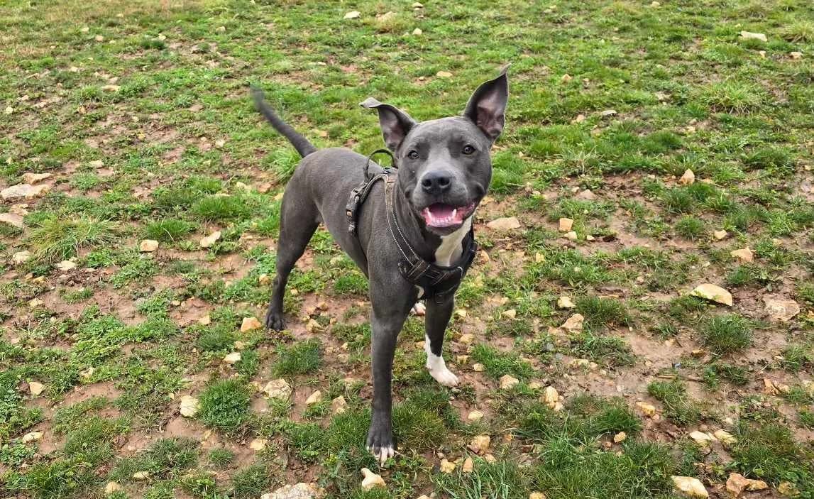 mia, Staffordshire Bull Terrier (SPA Briançon)