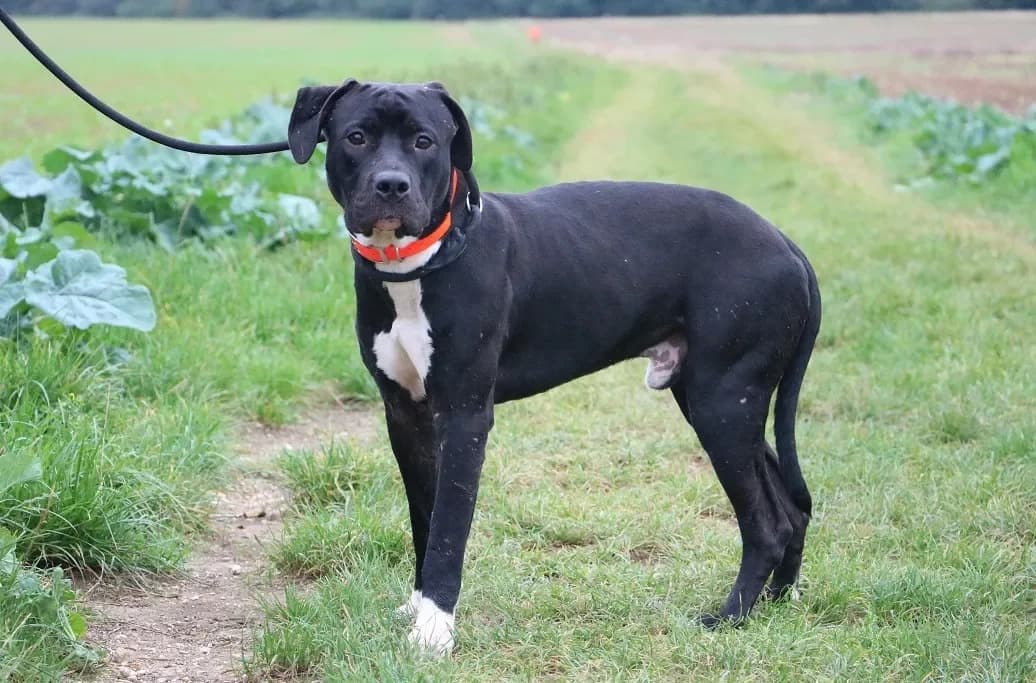 TOÑIO HAA24635 photo 2