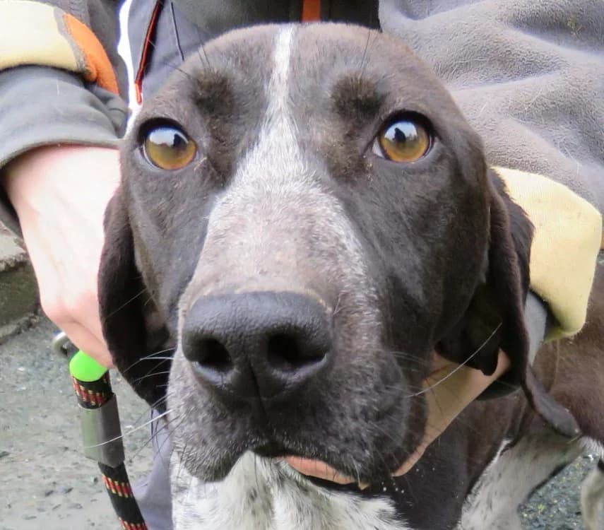 RUMBA, Mixed Breed (SPA Hermeray)