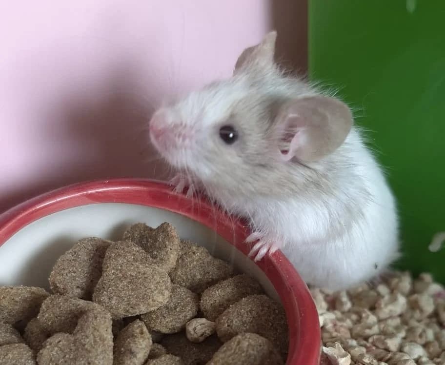 RONDOUDOU, male mixed breed for adoption at Haute-Marne), Voillecomte