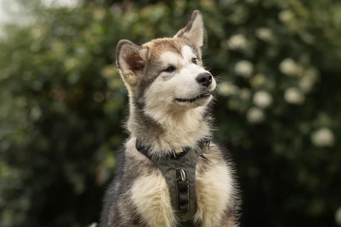 ABBA, unknown female Alaskan Malamute for adoption at SPA Montluçon, Montlucon