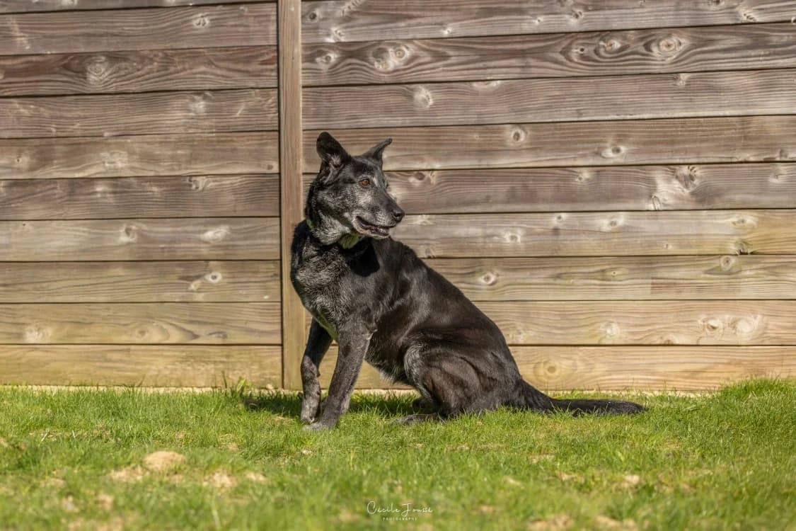 NUTTY, female mixed breed for adoption at SPA Rennes, Rennes