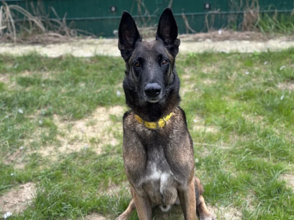 OSLO, Belgian Malinois (Jean Leriche))