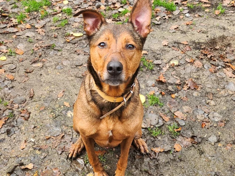 PRINCE, Labrador Retriever (SPA Gennevilliers (Grammont))