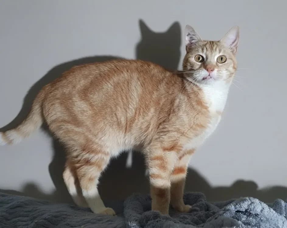 POTIRON CHA, unknown male mixed breed for adoption at SPA France, Paris — photo 2 of 2