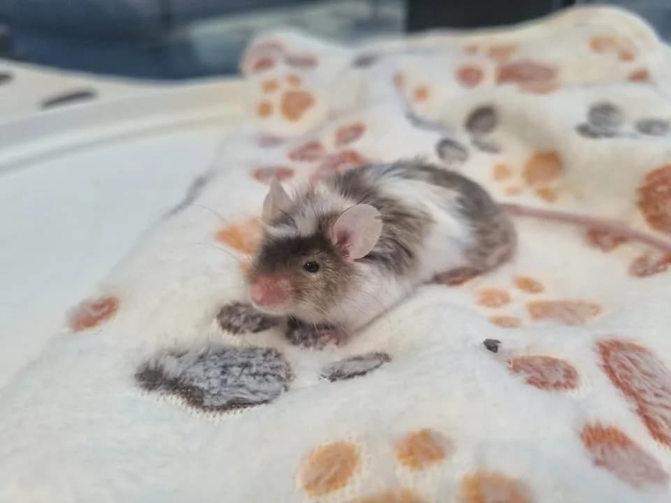 SOURIS 6, Mixed Breed (SPA Montluçon)