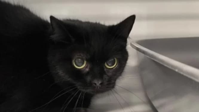 PRUNE, female mixed breed for adoption at Ardennes