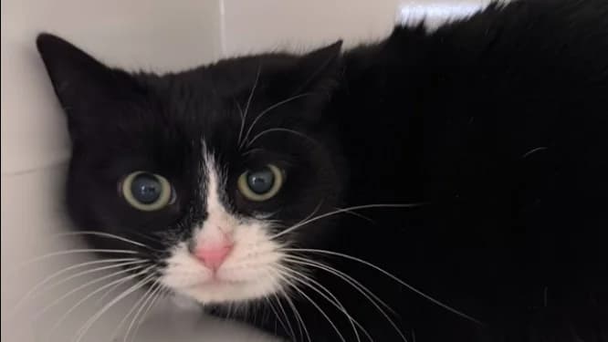 DOMI, female mixed breed for adoption at Ardennes