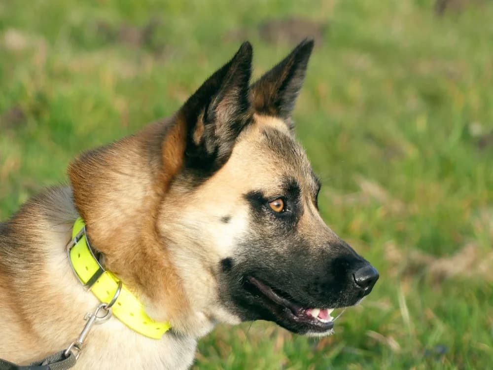 ODIN, Mixed Breed (Maubert-Fontaine))