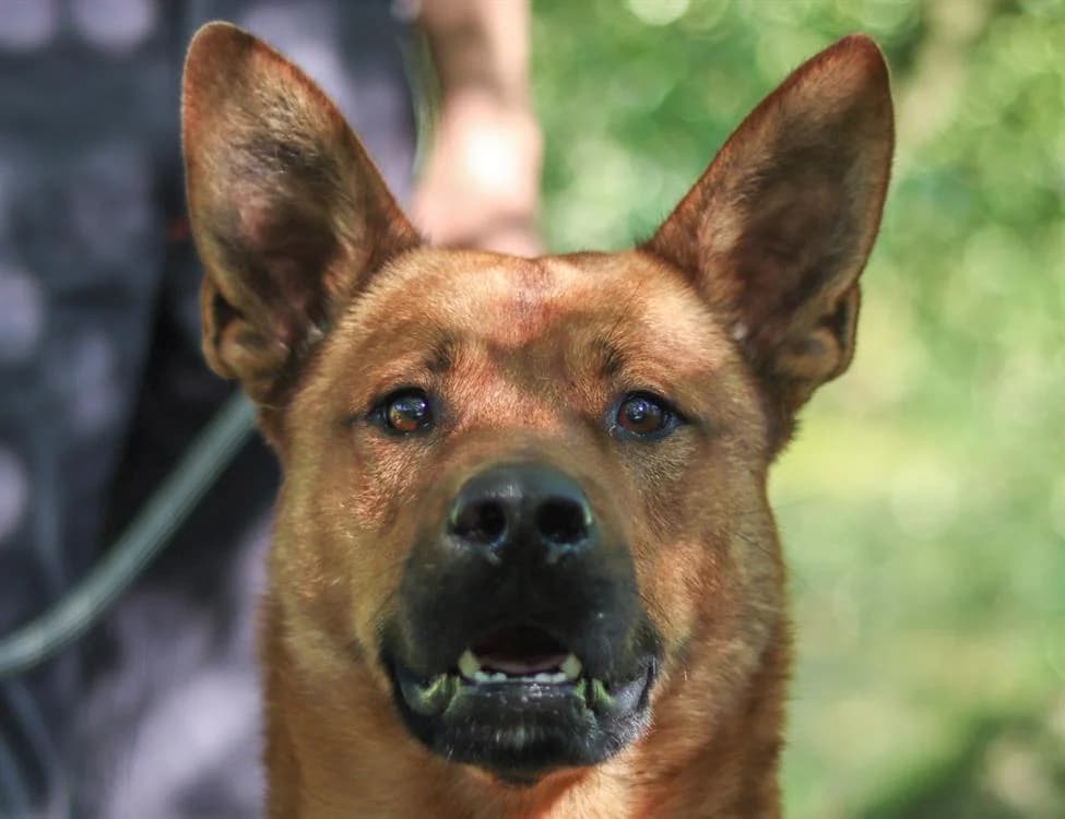 ECLAIR, Belgian Malinois (SPA Redon)