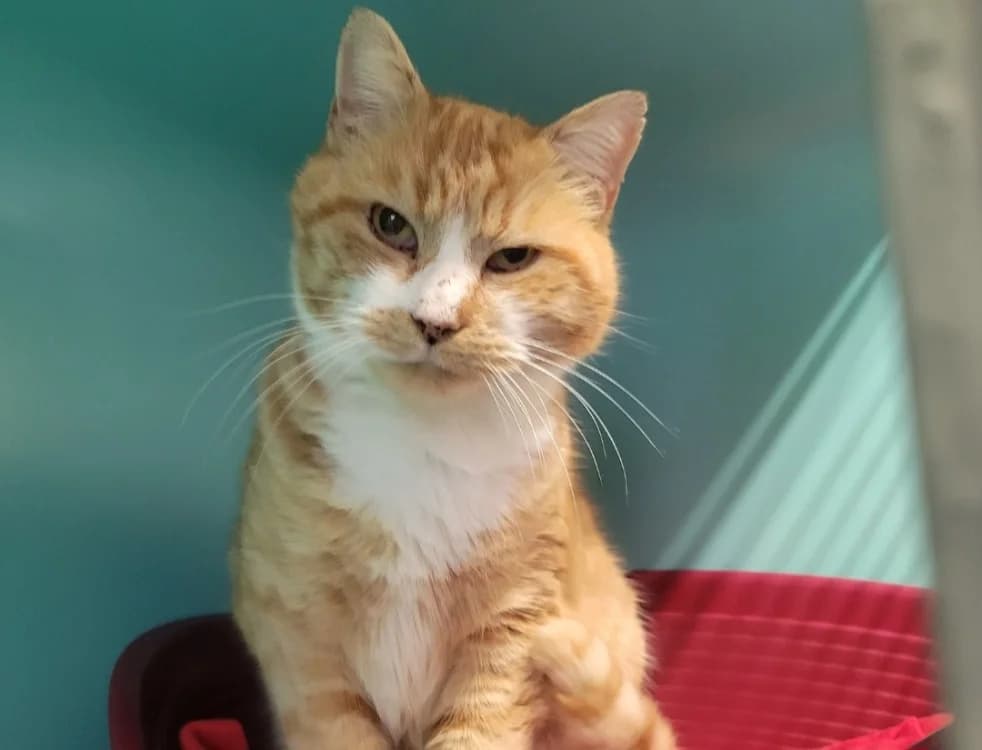 ROUDOUDOU, male mixed breed for adoption at Albi