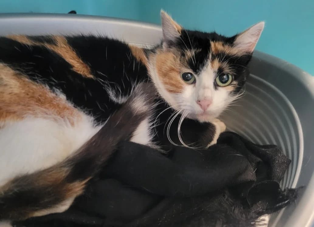 FLAMME, female mixed breed for adoption at SPA Albi (Le Garric), Albi