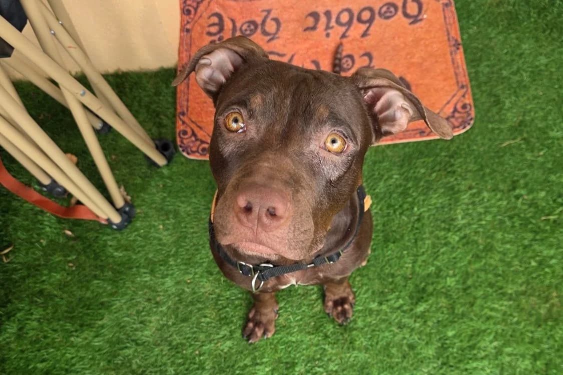 TATANE, unknown male Mixed Breed for adoption at SPA Gennevilliers (Grammont), Gennevilliers