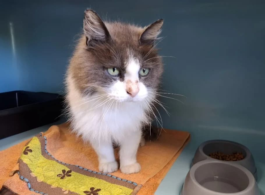 Mistral, unknown male mixed breed for adoption at SPA Arras (Tilloy), Arras