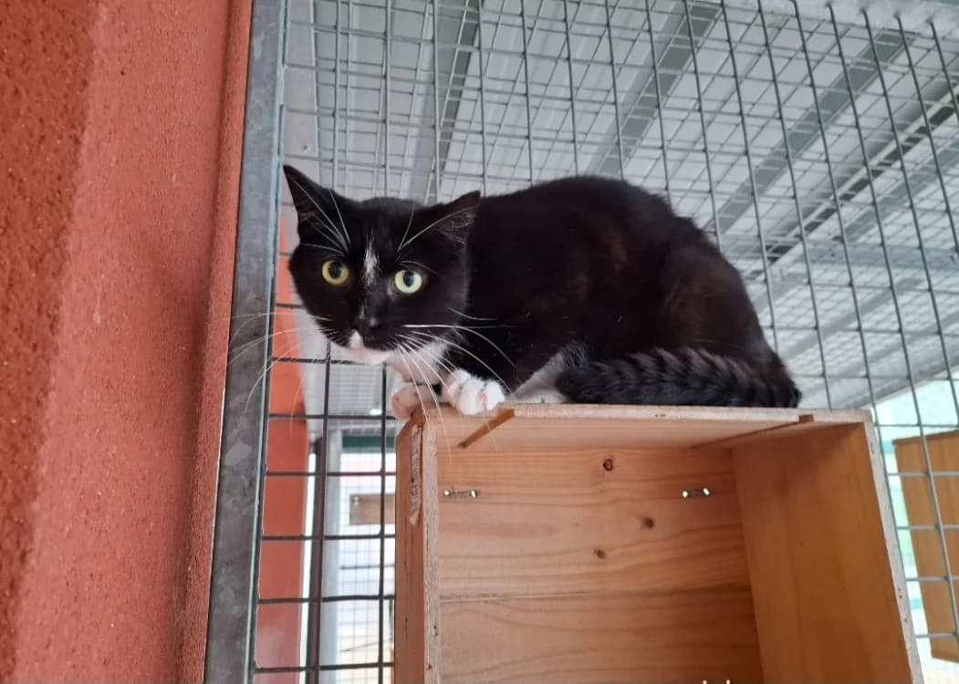 Kenya, male senior mixed breed for adoption at SPA Arras (Tilloy), Arras