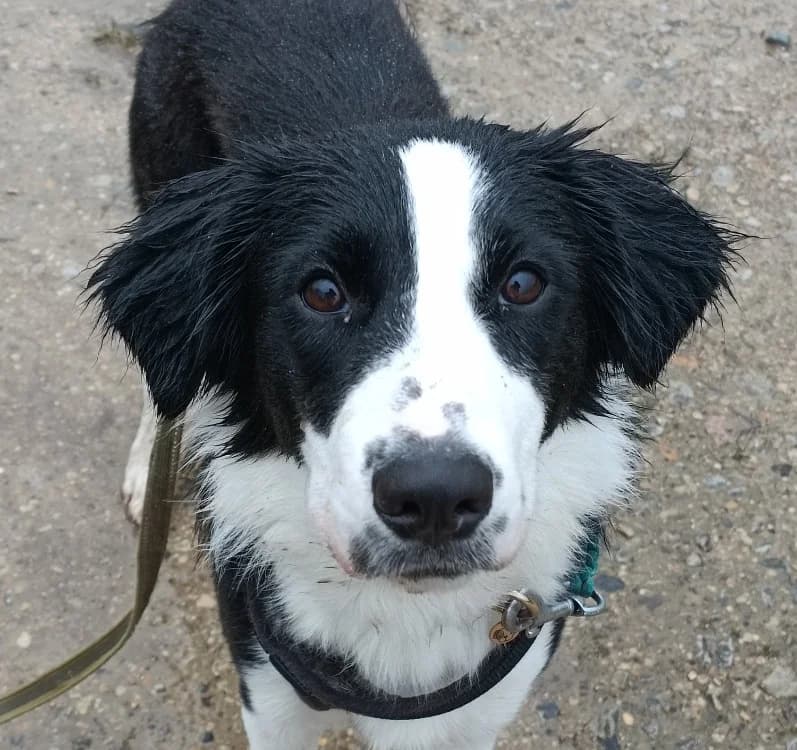 Laly, female Border Collie for adoption at Voillecomte