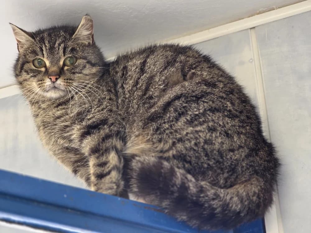 Cerise, female mixed breed for adoption at Lyon