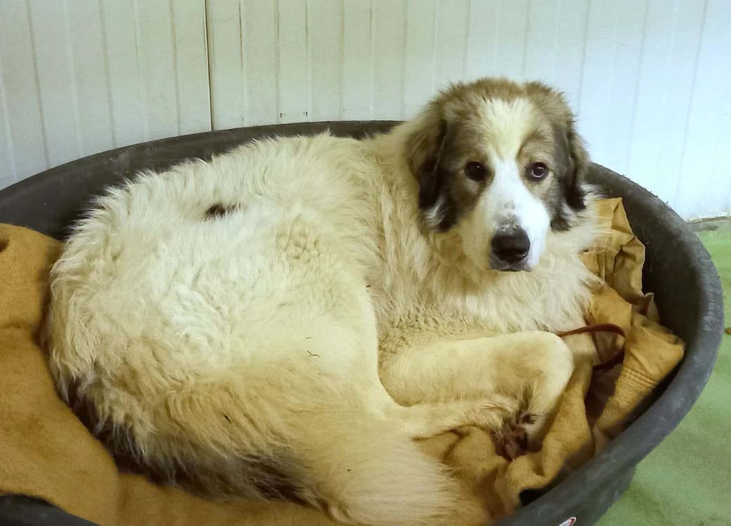 BUNNY,  (SPA Arras (Tilloy))
