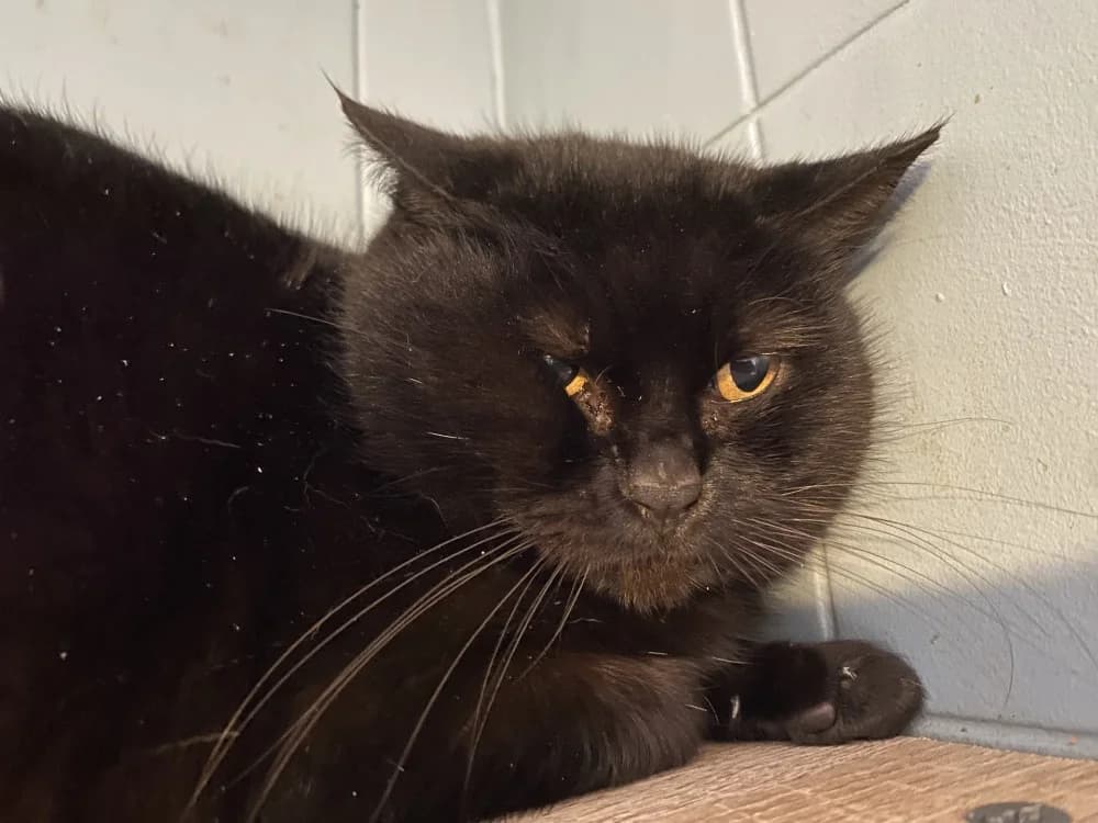 PRIMROSE, female mixed breed for adoption at Hazebrouck