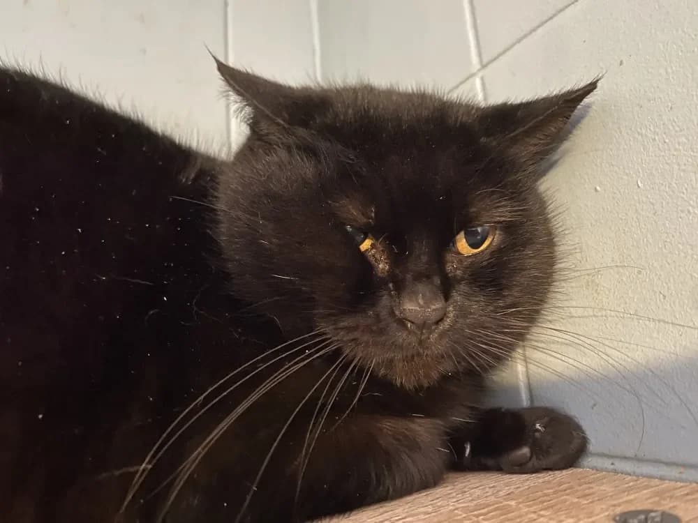 PRIMROSE, female mixed breed for adoption at Coeur de Flandres), Hazebrouck photo 2