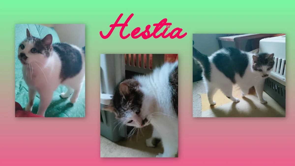 HESTIA