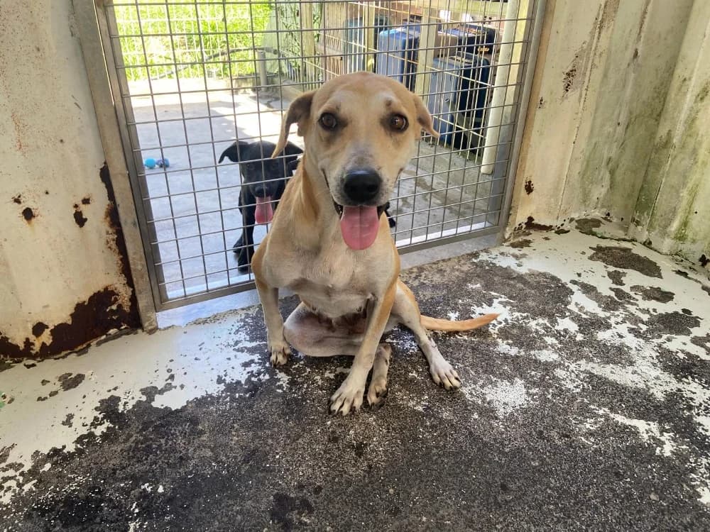 TAMTAM, Mixed Breed (SPA Montluçon)