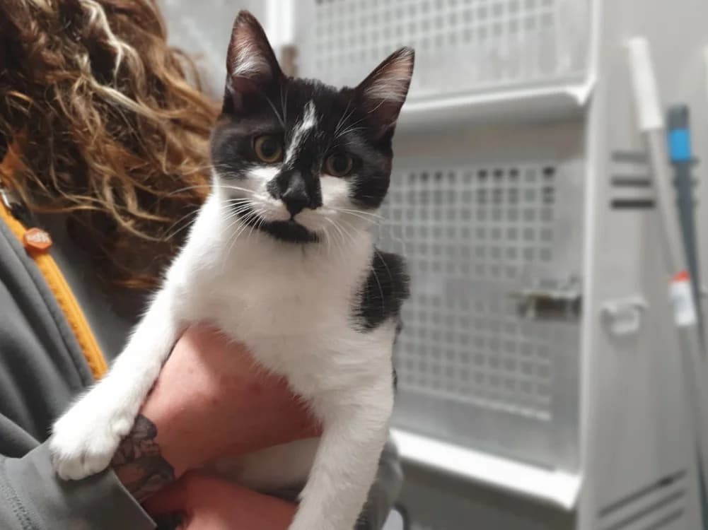 Wall.e (Adoption en duo avec Wasabi)