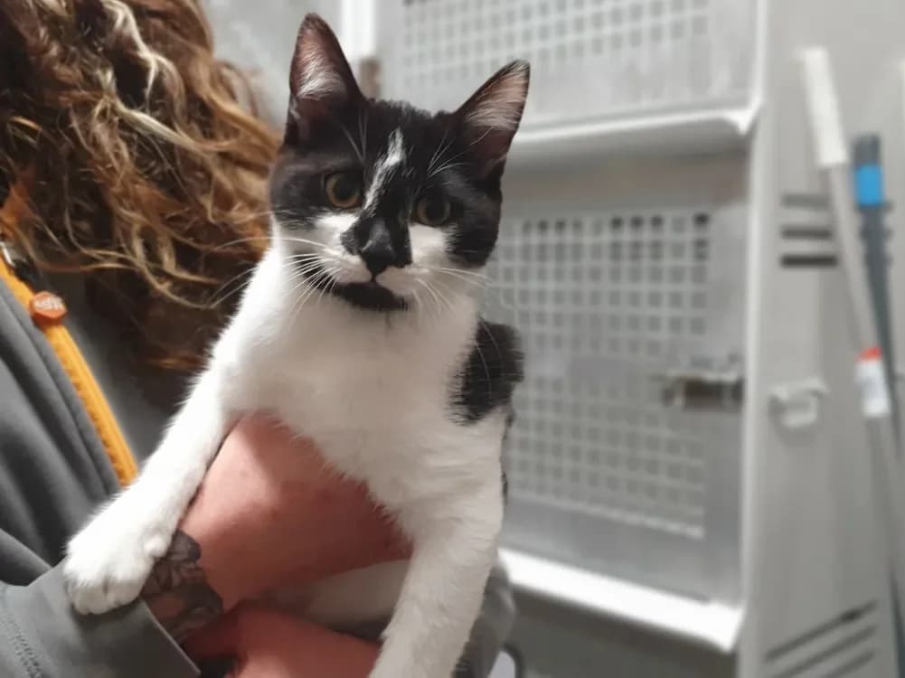 Wall.e (Adoption en duo avec Wasabi) photo 2