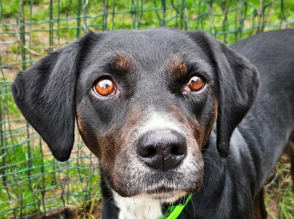 PATAYA, Labrador Retriever (SPA Redon)