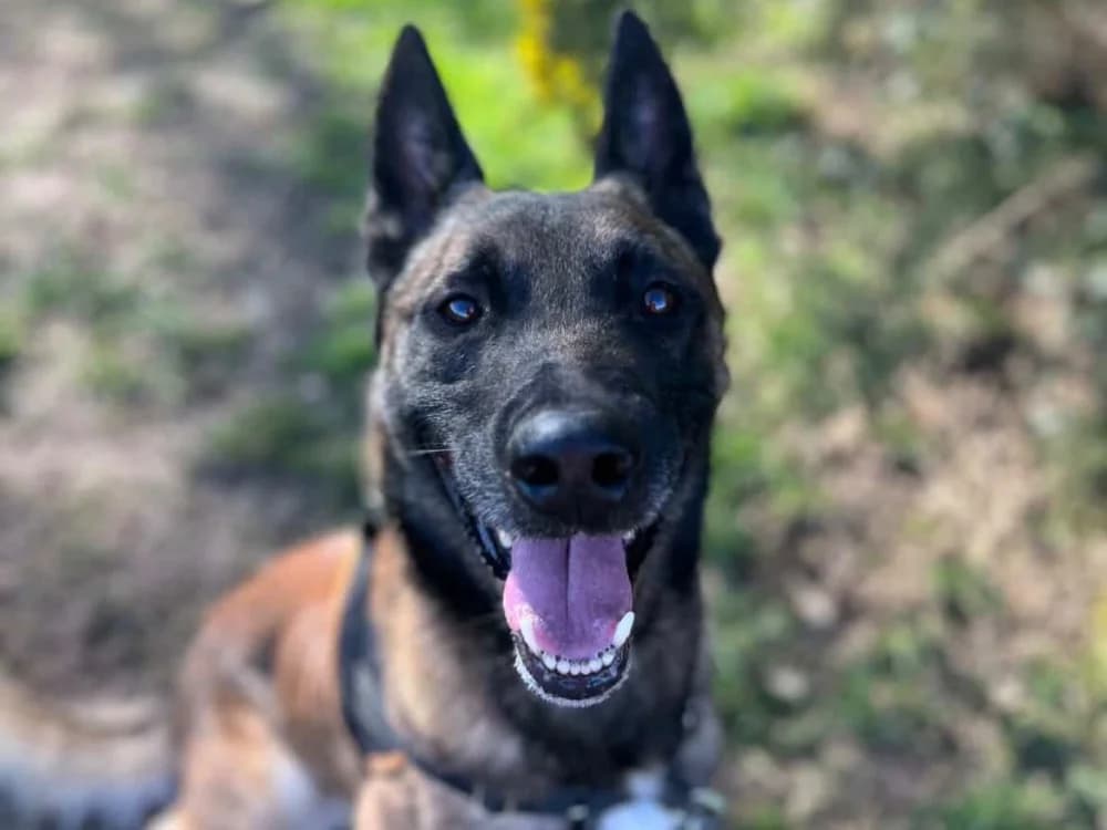 OAA 19932 SCAN, male 4yo Belgian Malinois for adoption at SPA Orgeval, Orgeval