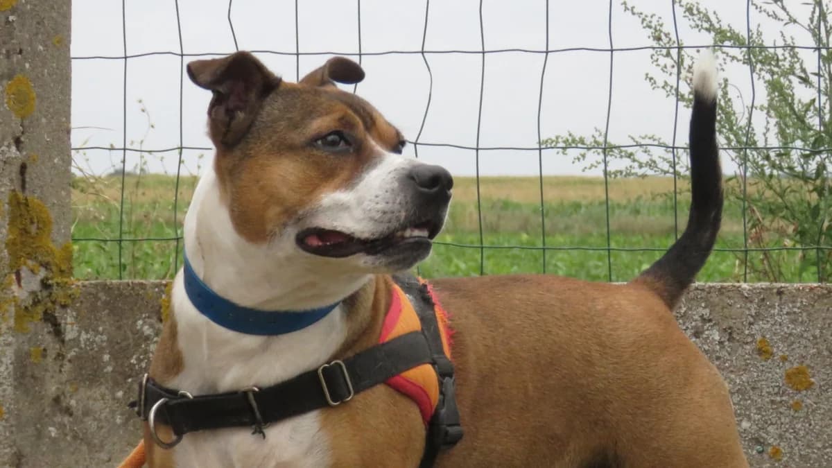 NAYA, Staffordshire Bull Terrier (SPA Chilleurs-aux-Bois)