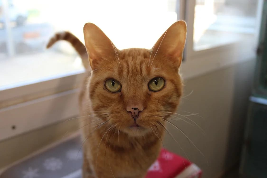 Tomette, male mixed breed for adoption at SPA Cabourg, Cabourg
