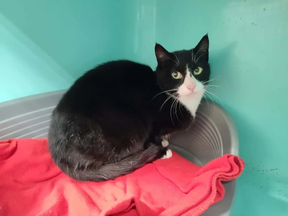 PETITE MAMAN, unknown female mixed breed for adoption at SPA Quimper, Quimper