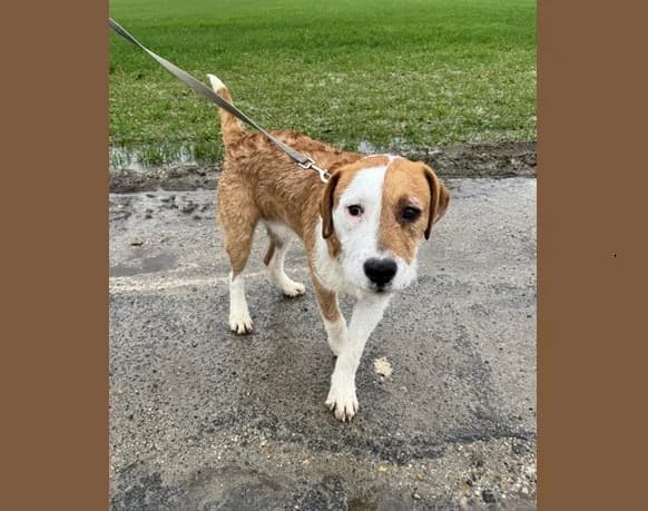 VEGAS HAA24718, male Mixed Breed for adoption at SPA Hermeray, Hermeray