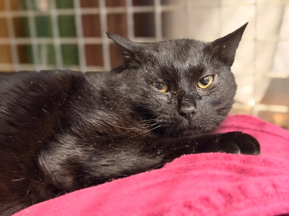 VICO, male mixed breed for adoption at SPA Le Mans (Yvré-L'Évêque)