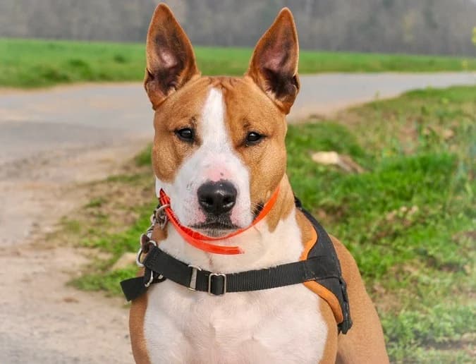 SKITTLES, Bull Terrier (SPA Hermeray)