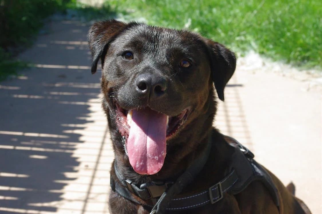 JODY, Mixed Breed (SPA Pornic)